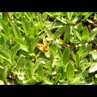 Gentiane - Gentiana Occidentalis (fam. Gentianacees) (Pyrenees, Cordillere cantabrique) (04)